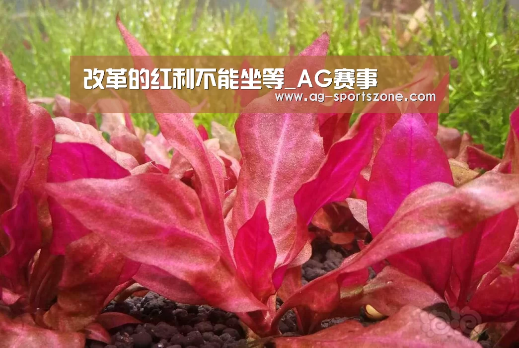 改革的红利不能坐等_AG赛事(图2) AG篮球
